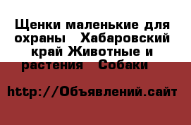 Щенки маленькие для охраны - Хабаровский край Животные и растения » Собаки   